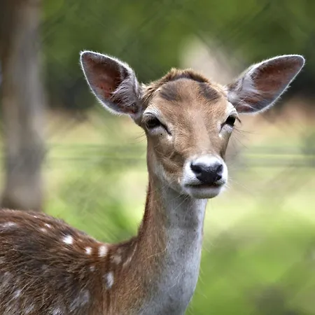 Chalet Woodlodge Xl 588 Vessem