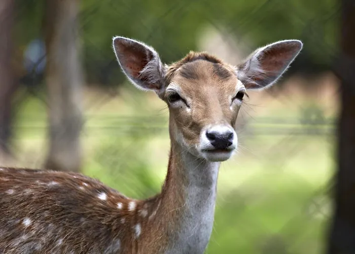 木屋 Woodlodge Xl 588 Vessem